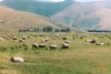 Farming country, Athol

Trip: New Zealand
Entry: Queenstown & Fiordland
Date Taken: 14 Mar/03
Country: New Zealand
Viewed: 1172 times